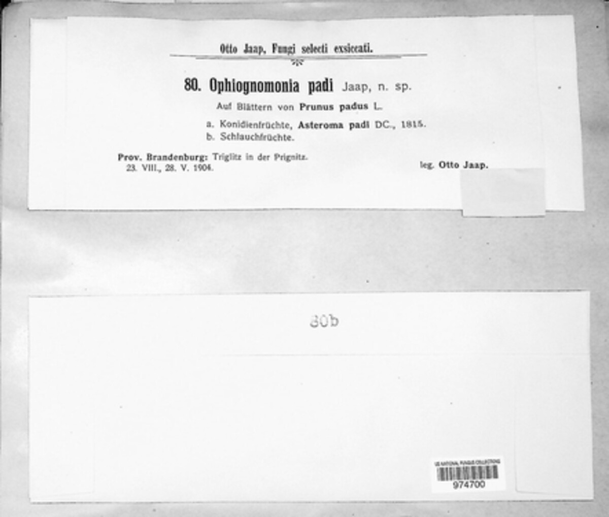 Ophiognomonia padicola image